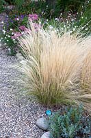 Stipa tenuissima - Mexican feather grass