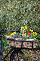 Old trade bike with wicker basket of spring flowers including Narcissus, Tulipa, Polyanthus and Anemone blanda.
