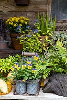 Display of containers with autumn-interest plants, including Viola and ferns, in yellow and gold theme.
