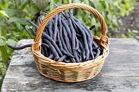 Basket of harvested climbing french beans 'Blauhilde'.
