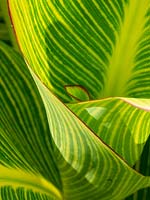 Canna 'Durban' variegated leaf