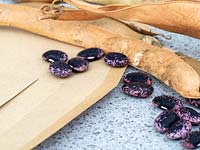 Phaseolus coccineus - Runner Bean - dried seed ready to store in envelopes to sow next year 