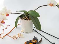 Remove spent brown stems of Orchid 