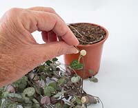 Ceropegia woodii -  Rosary Vine or Chain of Hearts - propagation by small bulbils 