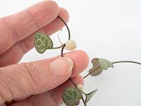 Ceropegia woodii - Rosary Vine or Chain of Hearts - small bulbils on stem 