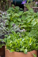 Edible garden in pots, mixed salad leaves in foreground, Phaseolus vulgaris - French Bean at back and variegated Salvia - Sage nearby  - Apri