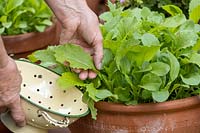 Mixed salad leaves in terracotta pot. Mustard, Mizuna, Rocket