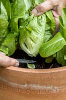 Harvesting 'Little Gem' lettuce