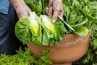 Vegetables in terracotta pots. Harvesting 'Little Gem' lettuce