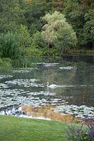Swan on the lake at Mill House