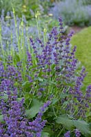 Salvia verticilla 'Purple Rain'