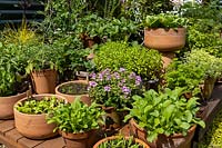 Assorted vegetable and salad plants in terracotta pots on deck.