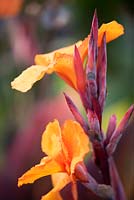 Canna 'Durban' buds and flowers