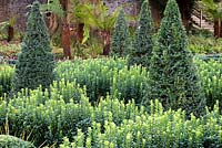 Knot garden formed from Euonymus 'Green Spire', with clipped Taxus - Yew - pyramids