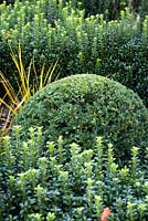 Knot garden formed from Euonymus 'Green Spire' with clipped Taxus - Yew - ball and Libertia peregrinans 