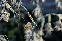 Foeniculum vulgare - Fennel - spent frosted seedhead