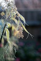 Foeniculum vulgare - Fennel - frosted spend seedhead