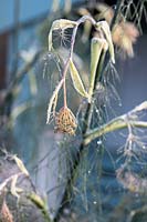 Foeniculum vulgare - Fennel - frosted spent seedhead