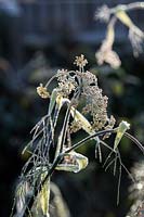 Foeniculum vulgare - Fennel - frosted spent seedhead