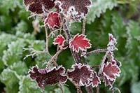 Heuchera, leaves in the frost