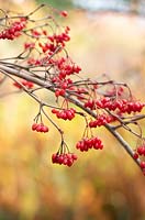 Viburnum setigerum - Bristly Viburnum - berries 