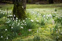 Naturalized Galanthus - Snowdrop - in grass at the base of a tree 