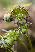 Seed raised Helleborus - Hellebore - created by crossing torquatus double of Helleborus x hybridus by garden owner