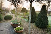 Big terracotta pots of emerging bulbs below a pair of Crataegus x lavalleei 'Carrierei', with clipped evergreens around including yew, Luma apiculata and box in March