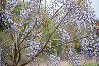 Wisteria floribunda 'Multijuga' - Japanese wisteria