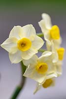 Narcissus 'Minnow' - Tazetta Daffodil in March. 