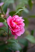 Camellia x williamsii 'Inspiration' 