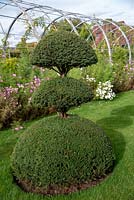Taxus baccata - Yew Topiary at RHS Garden Wisley, UK. 