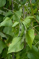 Phaseolus coccineus - Runner Beans left to produce seed pods
