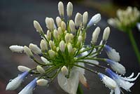 Agapanthus 'Queen Mum' - African Lily 'Queen Mum'  