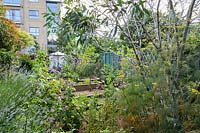 View through small Eucalyptus tree and perennials to a city garden of raised beds surrounded by buildings 