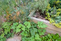 Corner of a raised bed with Alchemilla, in a bed of perennials and Foeniculum - Fennel