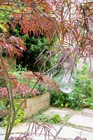 Outdoor light bulb hanging in Acer palmatum - Maple - tree, view of garden with raised bed beyond