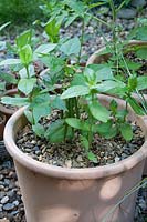 Dwarf French Bean 'Tasman' in new terracotta pot with gravel as mulch to retain water