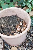 Planting Narcissus Geranium in Terracotta pot, Place bulbs on top of sandy base
