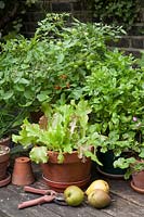 Tomato 'Tumbling Tom Red' with unripe fruit in flower a pot next to pots of Mixed Salad leaves and Basil 