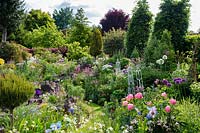 View over flower beds to conifers, in foreground Paeonia 'Coral Charm', Meconopsis and Alliums in pink, blue and white themed planting