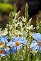 Meconopsis and Camassia