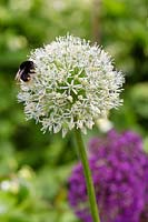 Bumble bee on Allium 'Mont Blanc'