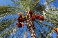Phoenix dactylifera - Date Palm Tree - against a blue sky 