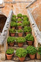Plants in terracotta pots on stone staircase 