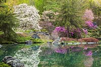 White Magnolia x Loebneri 'Merrill' and rose-purple flowering trees reflected in pond in Japanese-style garden 