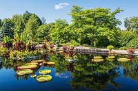 View over manmade water basin, with various aquatic plants including Victoria amazonica - Giant Water Lily and Colocasia - Taro Elephant Ears. Montreal Botanical Garden, Quebec, Canada.