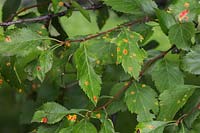 Crataegus nitida - Glossy Hawthorn leaves with disease. 