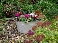 Metal tub container planted with Cyclamen and Pansy. 
