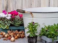 Materials for planting up metal tub container with autumn bedding plants and spring bulbs.
